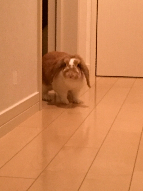 rabbit-on-floor